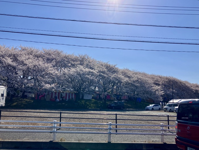 権現堂 桜 満開🌸