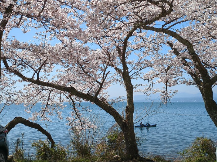 琵琶湖と桜