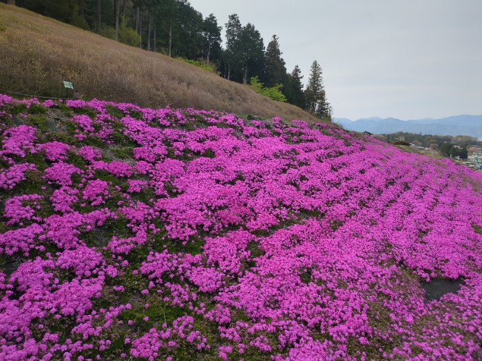 霞ヶ渓 芝桜