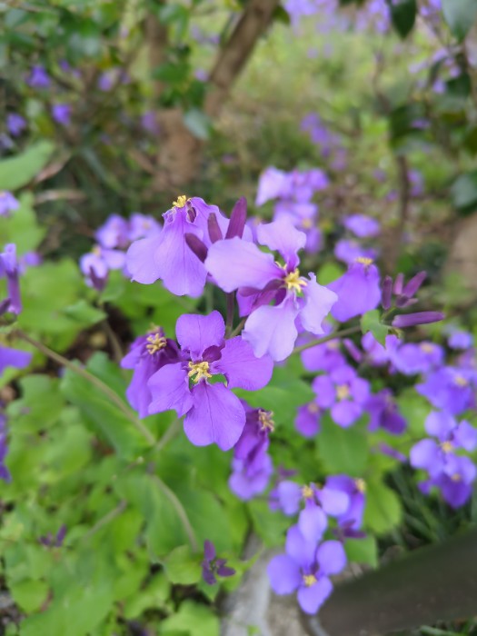 オオアラセイトウ