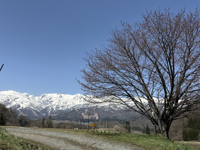 野平の一本桜
