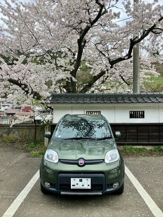 花びらまみれ🌸