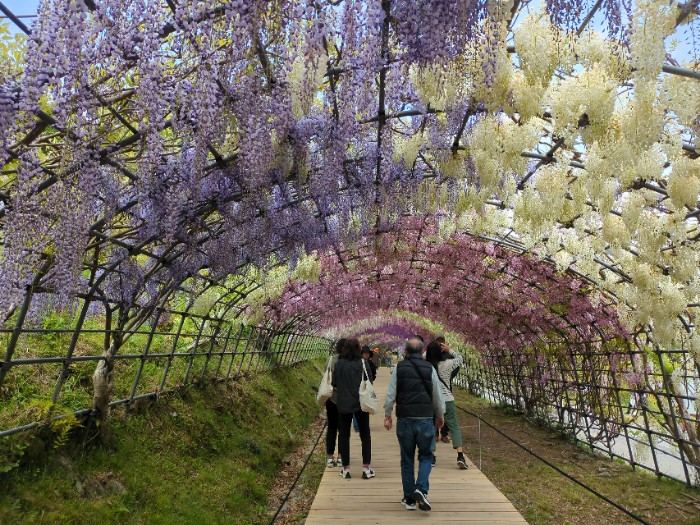 河内藤園 藤のトンネル