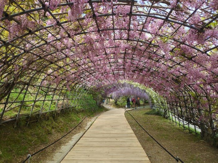 河内藤園 藤のトンネル