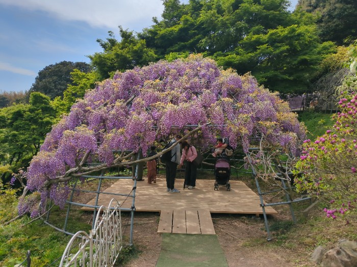 河内藤園 藤のドーム