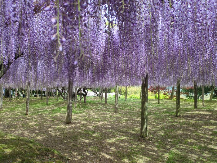 河内藤園 藤棚