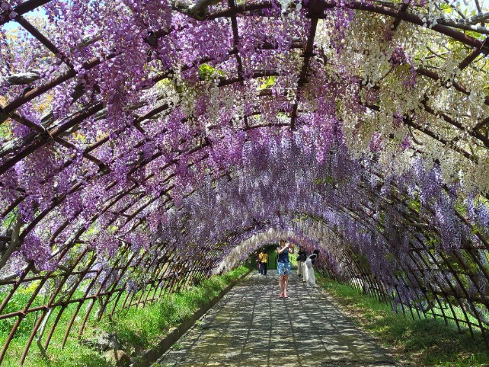 河内藤園 藤のトンネル
