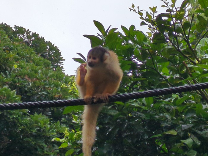 リスザル 石垣やいま村
