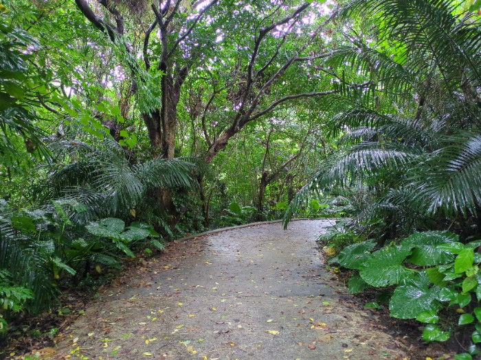 マングローブの森 石垣やいま村