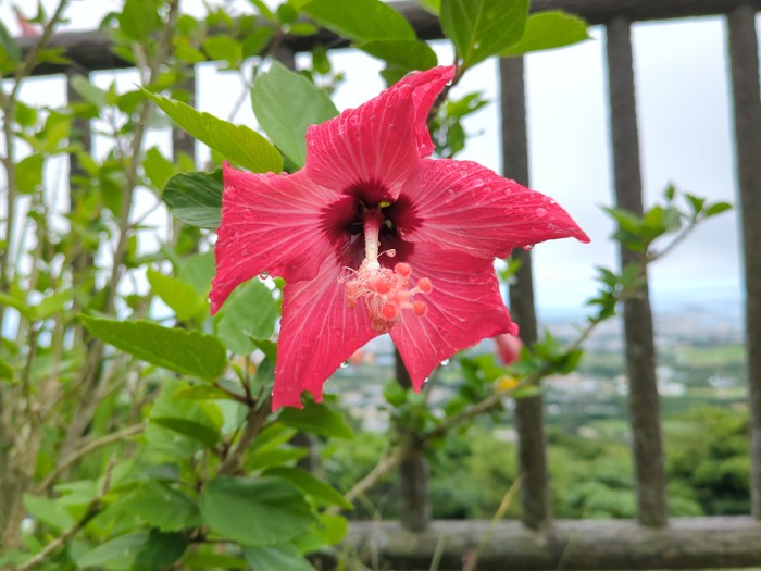 ハイビスカス