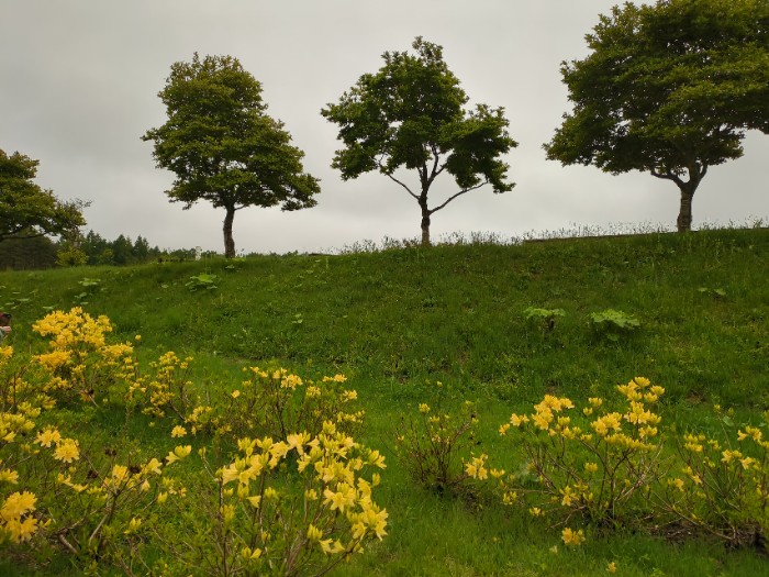黄レンゲツツジ