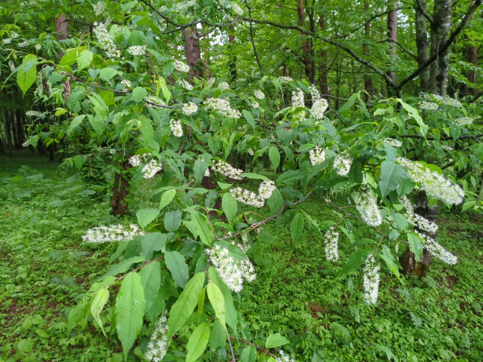 ウクミズサクラ