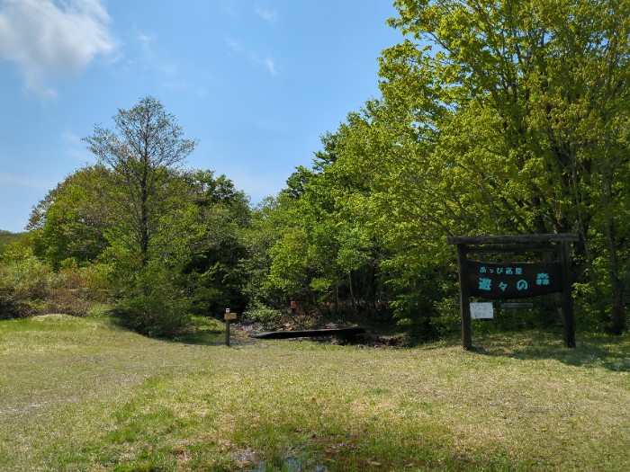 安比高原ブナの二次林