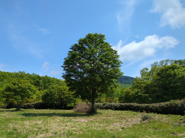 安比高原ブナの二次林