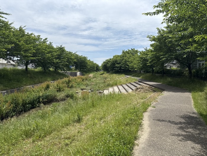 図書館側ビオトープ？