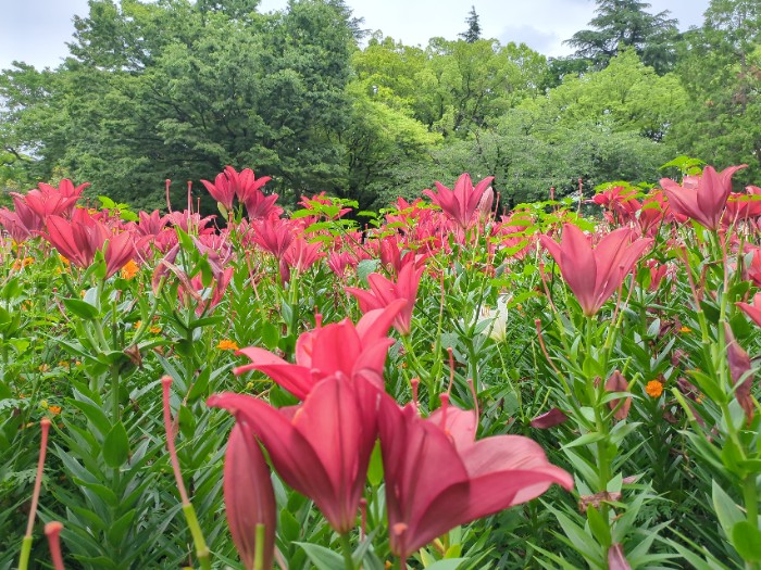 ゆり園