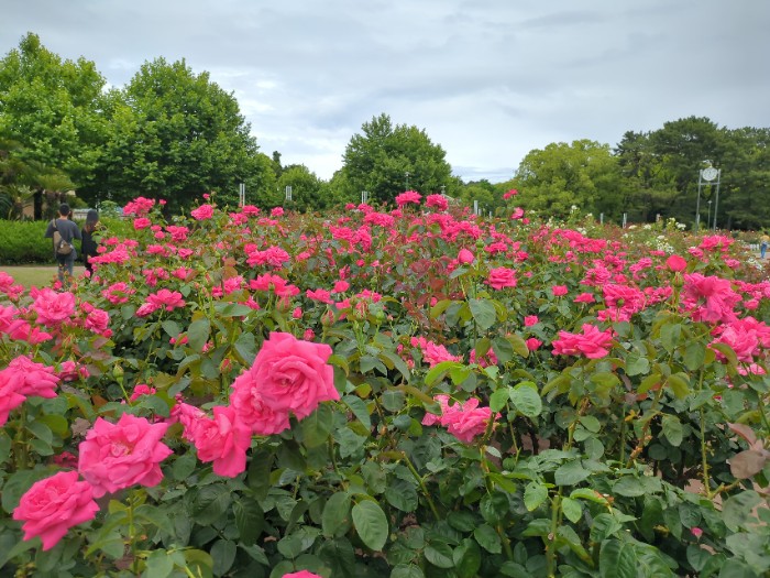 バラ園