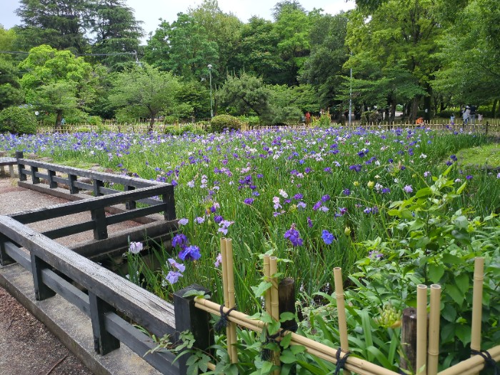 菖蒲池