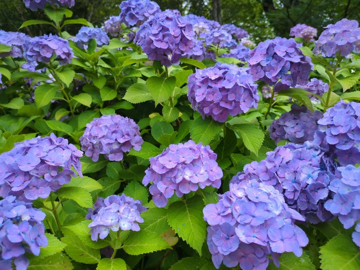 あじさいの散歩道