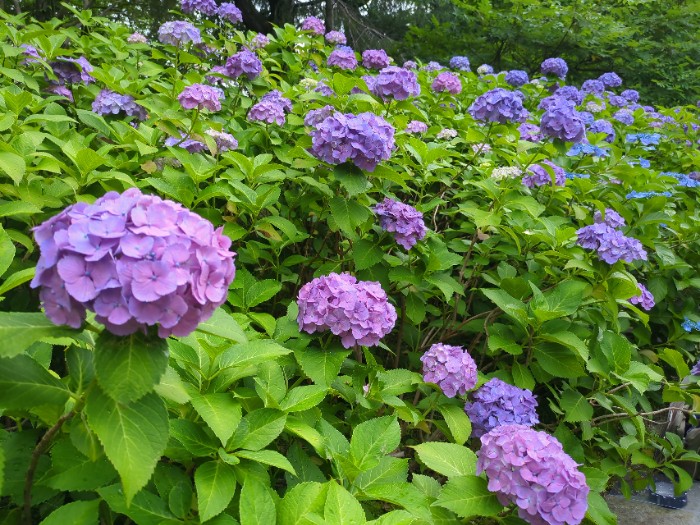 あじさいの散歩道