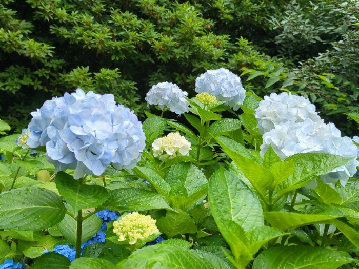 あじさい