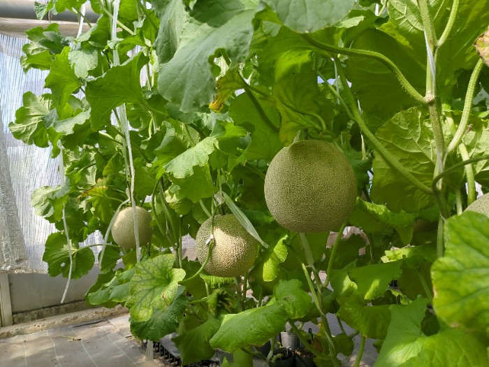 メロン狩り