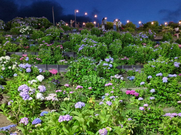 形原あじさいの里