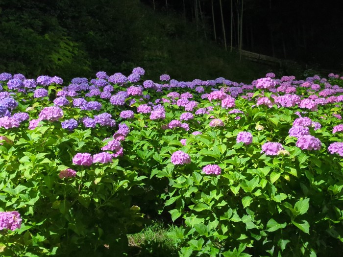 あじさい