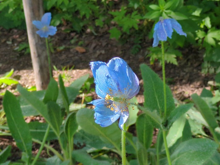 メコノプシス・グランディア