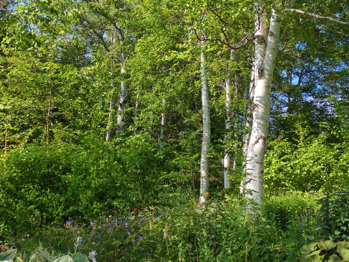 大雪 森のガーデン
