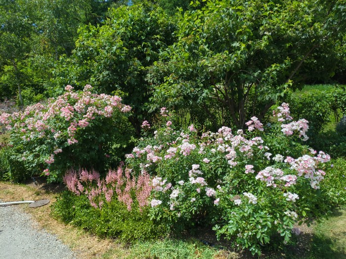 薔薇のガーデン