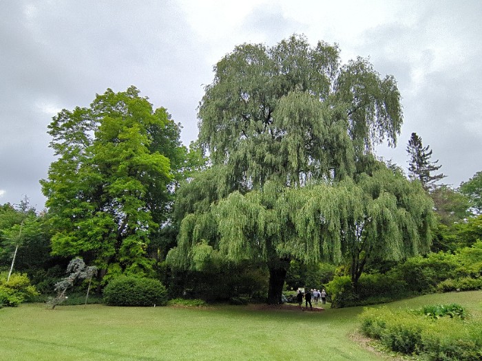 バビロニカ(セイヨウシロヤナギ)