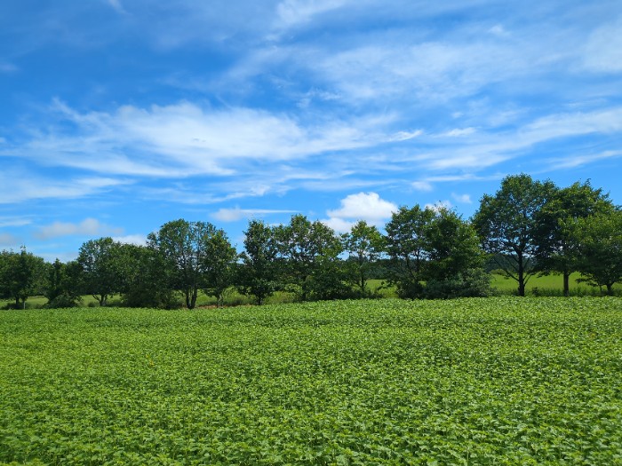 十勝ヒルズ ひまわり畑 展望台より