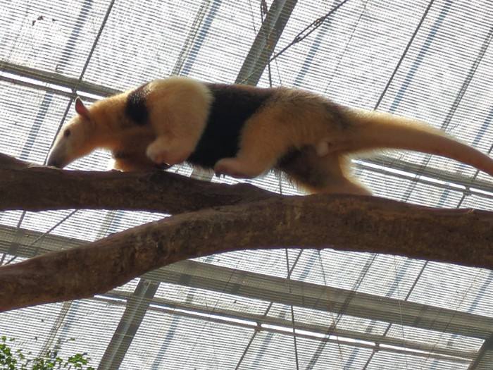 ミナミコアリクイ