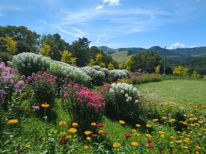 お花畑