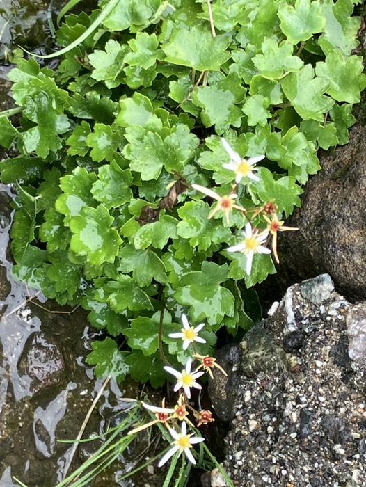 ダイモンジソウ