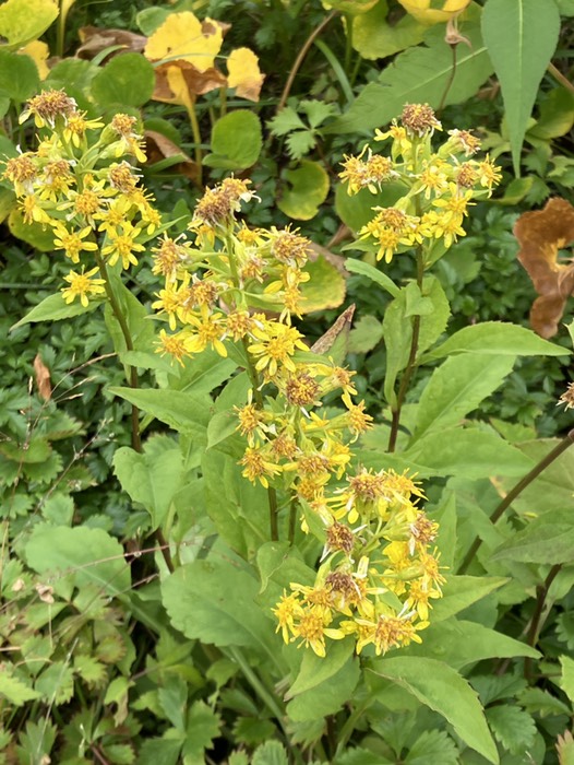 アキノキリンソウ