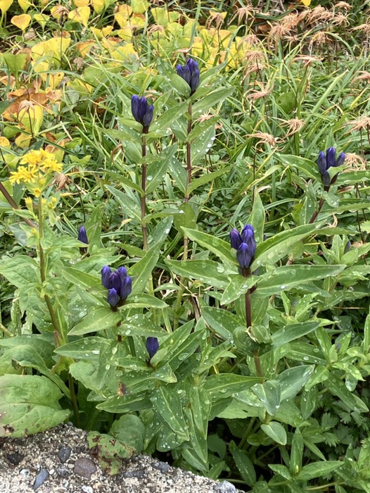 オヤマリンドウ