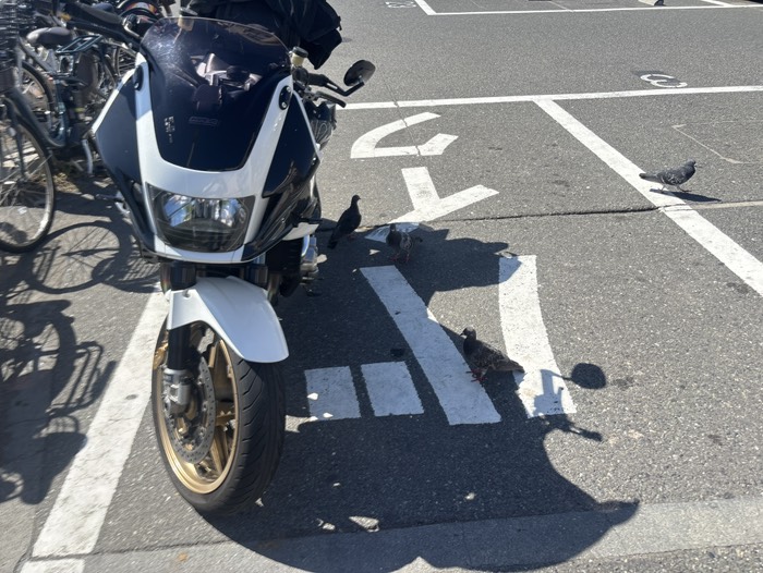 鎌倉のセブンで小休憩🚬　鳩も日陰で暑さ対策！