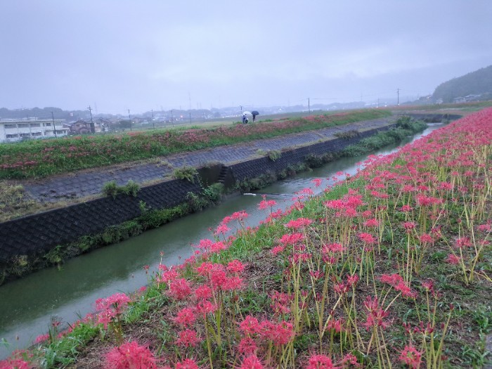 矢勝川の彼岸花