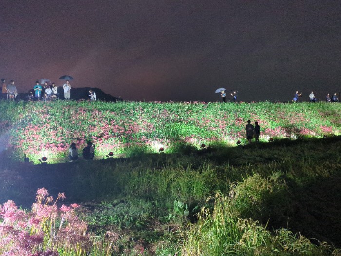 ハナノヒカリプロジェクト