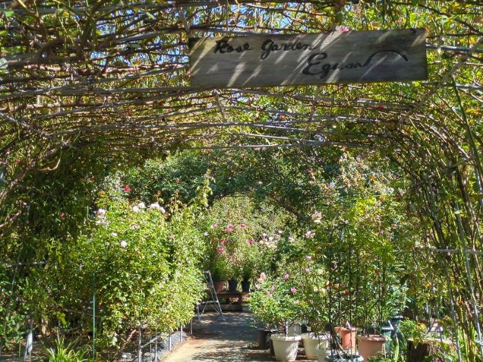 ローズガーデン江草