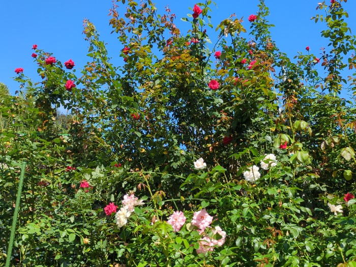 ローズガーデン江草