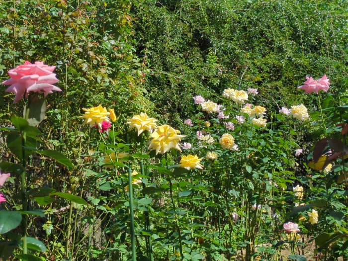 ローズガーデン江草