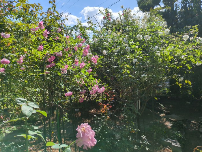 ローズガーデン江草