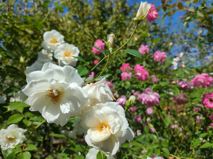 ローズガーデン江草