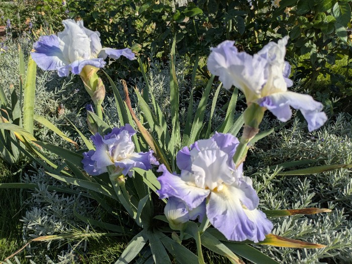 ジャーマンアイリス