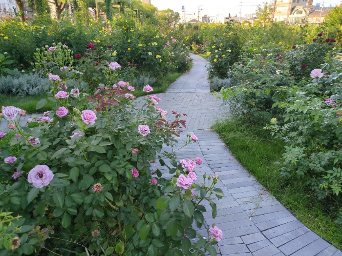 福山市ばら公園