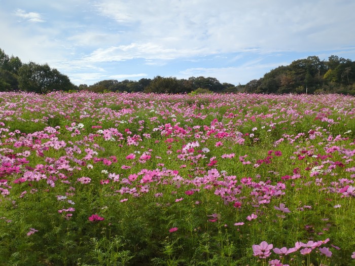 コスモス畑