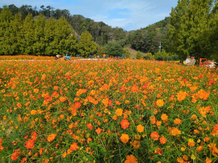 キバナコスモス